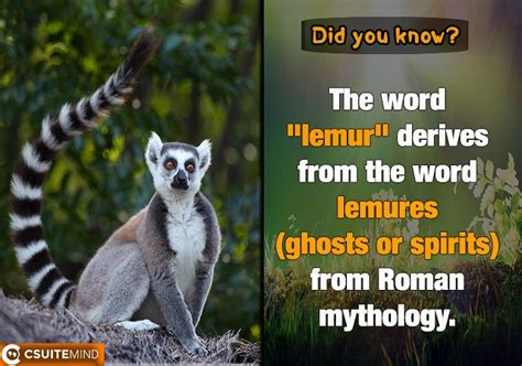 Fact The Word Lemur Derives From The Word Lemures Ghosts Or