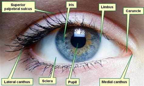 Canthus Anatomy Definition Of Canthus Anatomy By Medical Dictionary