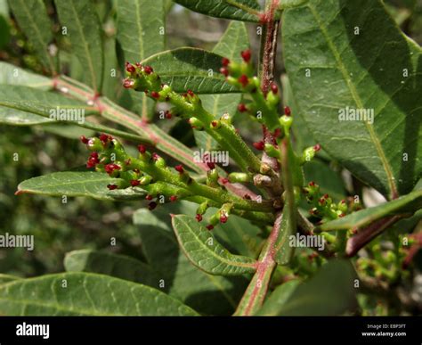 Mastic tree hi-res stock photography and images - Alamy