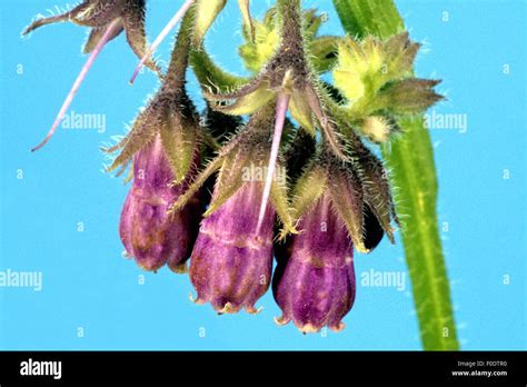 Beinwell Symphytum Officinale Heilpflanze Stock Photo Alamy