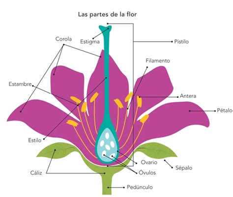 Cómo Se Reproducen Las Plantas Con Flores Proceso Y Tipos TeleFlor