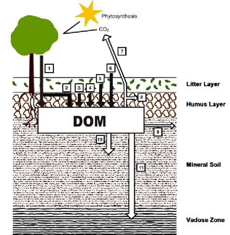 Sources And Sinks Of Dissolved Organic Matter Dom In Soils Sources