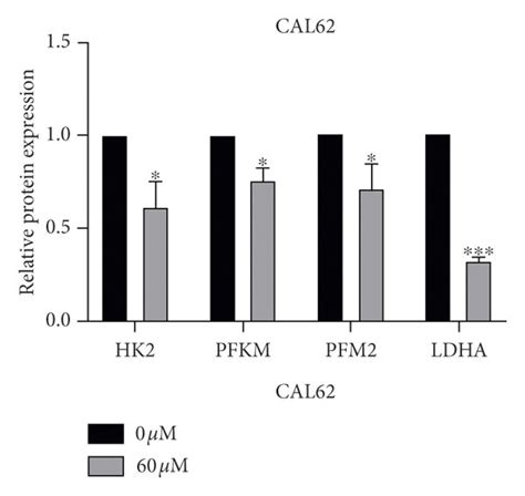 Effects Of Andrographolide On Glycolysis In 8505C And CAL62 ATC Cells