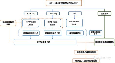 基迪奥“转录组翻译组蛋白组代谢组”方案再助力客户发一区文章分析进行元宝枫