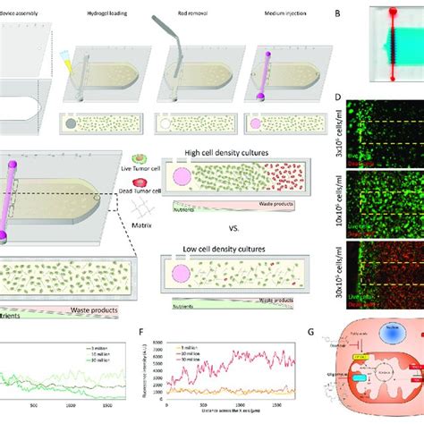 Tumor On A Chip Platform To Evaluate Breast Cancer Metabolic