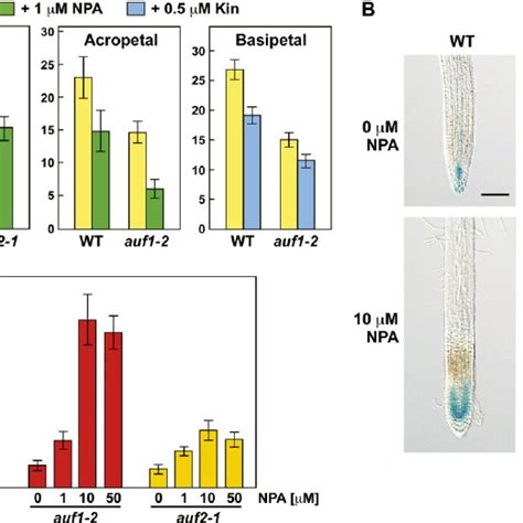 Effect Of Auf Mutants On Auxin Transport And The Accumulation Of Auxin