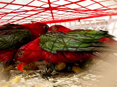 Tujuh Belas Ekor Burung Selundupan Asal Malut Diamankan Di Pelabuhan