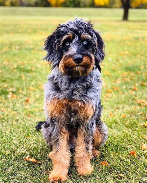 Aussiedoodle: Australian Shepherd & Poodle | The Dogman