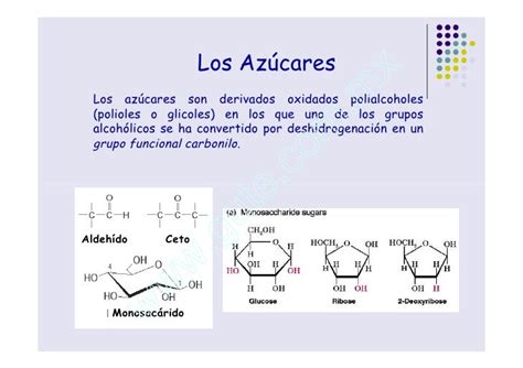 Clase 4 Las Biomoléculas Azúcares Y Proteínas