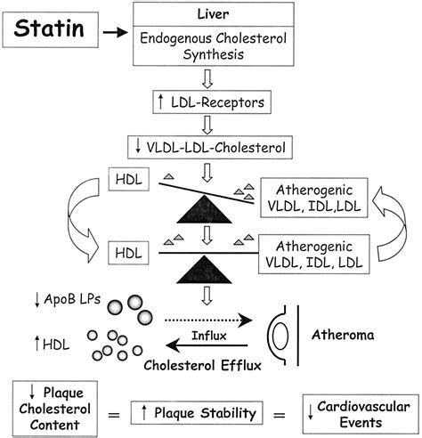 Statin Therapy In Acute Coronary Syndromes Arteriosclerosis