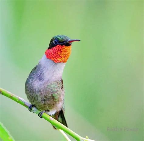 Hummingbirds Found In West Virginia Pictures And Sounds Backyard