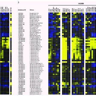 Auxin And Cytokinin Related Genes Differentially Expressed By Both