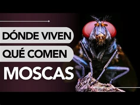 Dónde VIVEN y QUÉ COMEN las MOSCAS YouTube