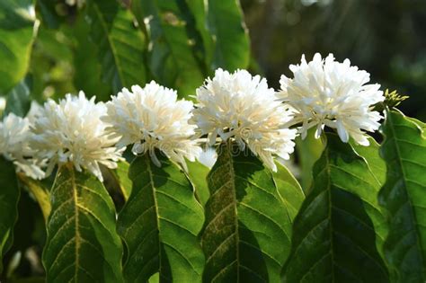 Coffee tree blossom stock photo. Image of bean, harvest - 163596514