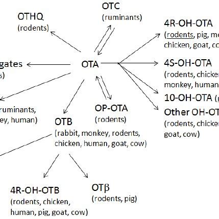 (PDF) Comparative Ochratoxin Toxicity: A Review of the Available Data