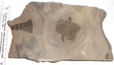 Fossilguy.com: Eurypterid fossils (Sea Scorpions): Facts, Information and Fossil Examples of the ...