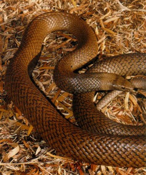 Australian Snake Identification and Snakebite Incidence | hubpages