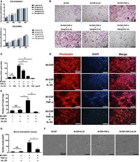 Frontiers Interleukin 35 Inhibits TNF α Induced Osteoclastogenesis