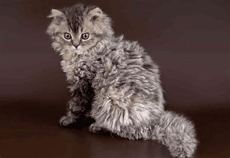 11 Curly Haired Cat Breeds HubPages