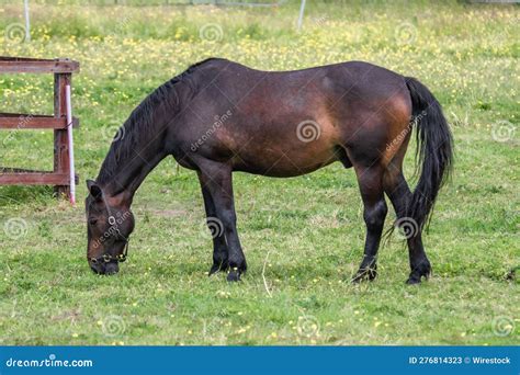 Pastoreio De Cavalo Marrom Num Campo De Grama Verde Imagem De Stock