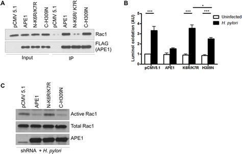 Differential regulation of Rac1 activity and ROS generation by two ... 