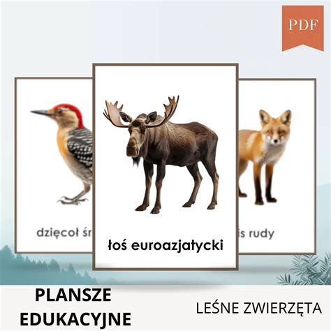 Plansze Edukacyjne Le Ne Zwierz Ta Kart Zdolny Mi Sklep Z