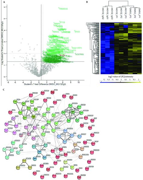 Quantitative Proteomic Analysis Of The Bag Interactome Under Basal