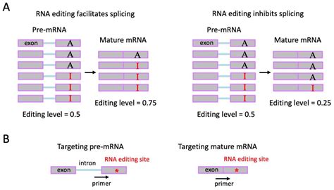 IJMS Free Full Text Identification And Interpretation Of A To I RNA