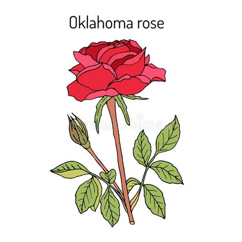 Oklahoma Rose, the Official Flower of Oklahoma Stock Vector ...