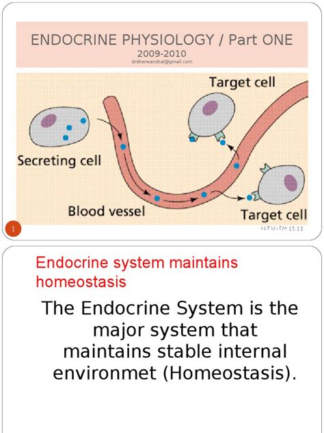 Endocrine Physiology Hormone Endocrine System