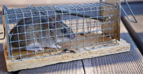 Rodent Control – Summit Pest Defense