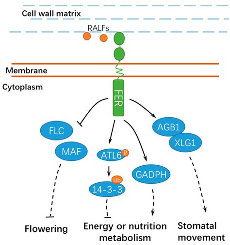 Ijms Free Full Text Versatile Roles Of The Receptor Like Kinase