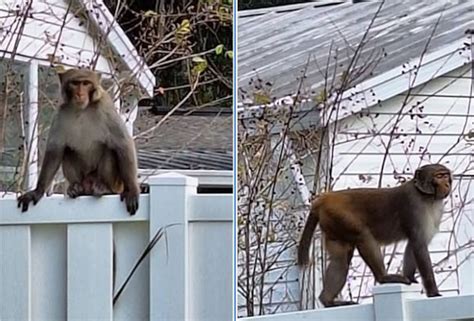 Police warn residents of wild monkey sightings in 3 Florida communities