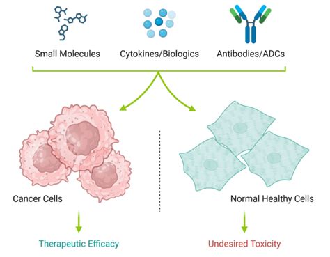 Cell Cytotoxicity Screening & Profiling