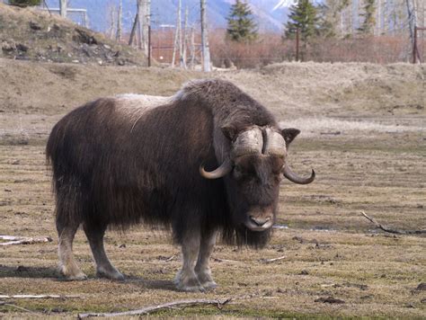 06-muskox | There's just something about the musk ox that I … | Flickr