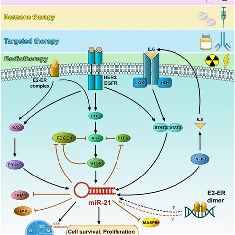 MiR 21 Role In Breast Cancer Resistance To Therapy MiR 21 Targets