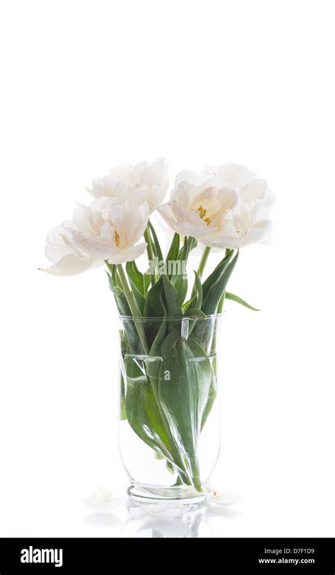 Beautiful tulips Stock Photo - Alamy