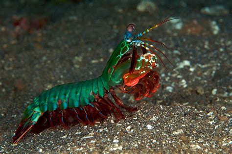 Download Animal Mantis Shrimp Hd Wallpaper