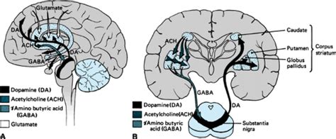 Basal Ganglia and Neurotransmitter Disorders | Musculoskeletal Key