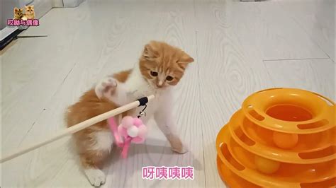 主人拿来新玩具给捡来的小橘猫出难题，它一会就破解了，太聪明了 Youtube