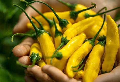 Hot Lemon Pepper Farm Fresh Selects