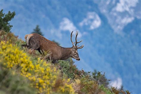 Les raires dun cerf pyrénéen pendant le brame lanaturemoi