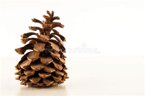 Close-up of a pine cone stock image. Image of macro - 233230427