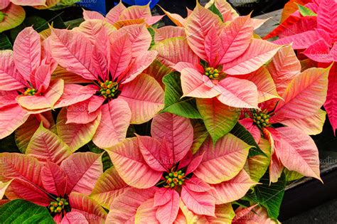 Pink Poinsettia Holiday Flowers High Quality Holiday Stock Photos