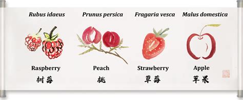 Rosaceae Fruits