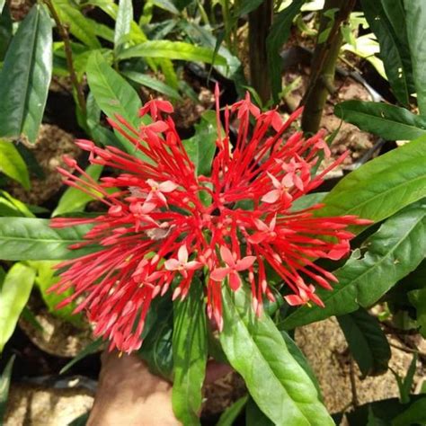 Jual Tanaman Hias Asoka King Bunga Merah Soka King Di Lapak