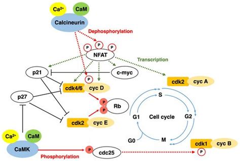 Regulation Of Cell Proliferation By Calcineurin Encyclopedia Mdpi