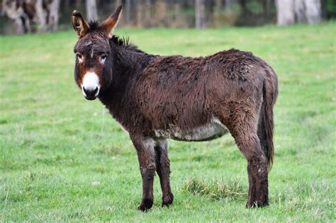 Más De 1000 Imágenes Gratis De Burro Y Animal Pixabay