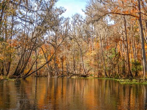 Florida Paddle Notes The Ichetucknee River in Fall