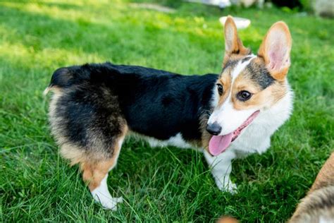 Tri-Color Corgi: Facts, Pictures, Origin & History – Dogster